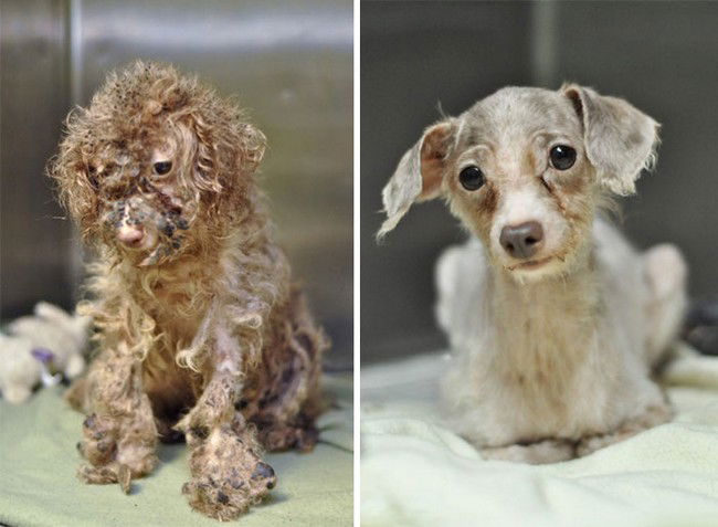 12 foto di cani prima e dopo il loro salvataggio. Davvero emozionanti!