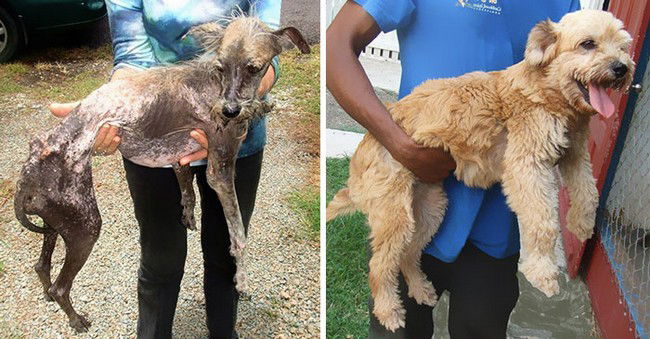 12 foto di cani prima e dopo il loro salvataggio. Davvero emozionanti!