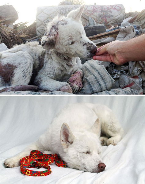 12 foto di cani prima e dopo il loro salvataggio. Davvero emozionanti!