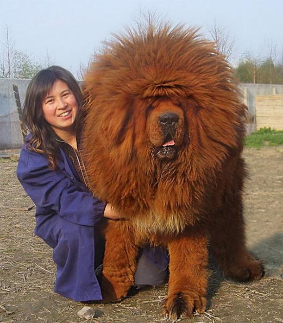14 cani che sembrano non sapere di essere enormi. Che teneri!