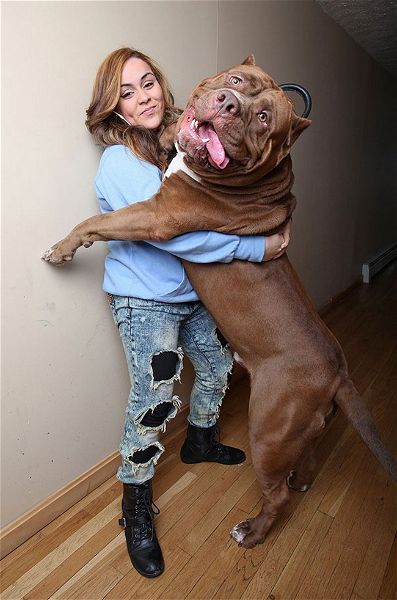 14 cani che sembrano non sapere di essere enormi. Che teneri!