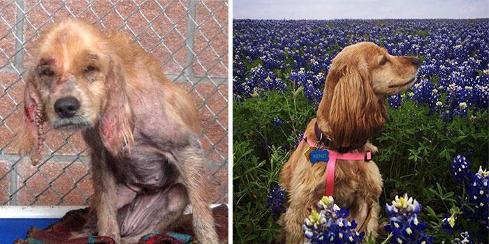 Delle foto di cani prima e dopo il loro salvataggio. Davvero emozionanti!
