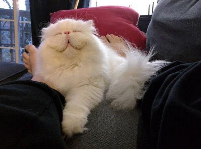 12 gatti sorridenti che ti cambieranno la giornata. Adorabili!