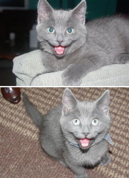 12 gatti sorridenti che ti cambieranno la giornata. Adorabili!