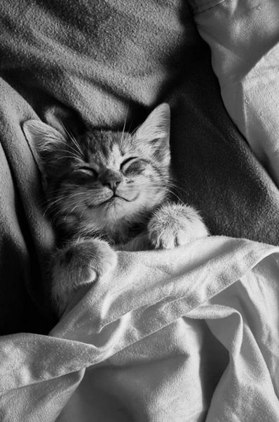 12 gatti sorridenti che ti cambieranno la giornata. Adorabili!