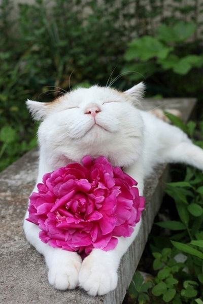 12 gatti sorridenti che ti cambieranno la giornata. Adorabili!