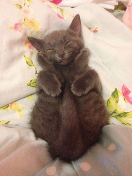 12 gatti sorridenti che ti cambieranno la giornata. Adorabili!