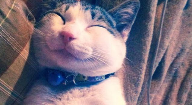 Alcuni gatti sorridenti che ti cambieranno la giornata. Adorabili!