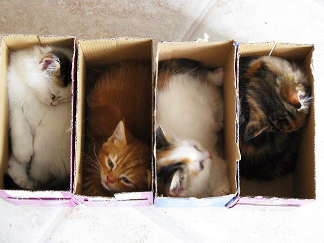 12 gatti ci dimostrano che nessuno spazio è troppo stretto