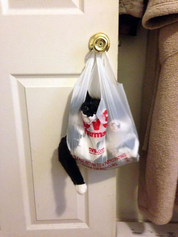 cats-pentiti-funny-cat-fails-1__605