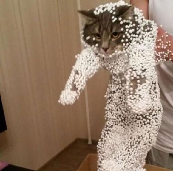cats-pentiti-funny-cat-fails-5__605