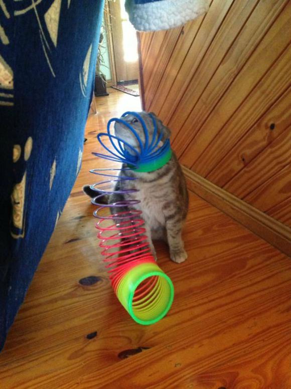 cats-pentiti-funny-cat-fails-7__605