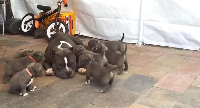 9 cuccioli “attaccano” la loro mamma. Ecco la sua reazione