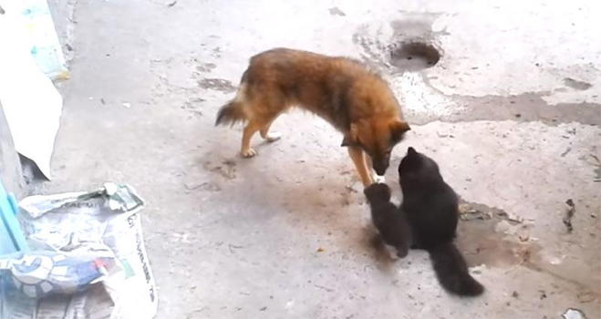 Mamma gatto porta i cuccioli da un suo vecchio amico. Adorabile!