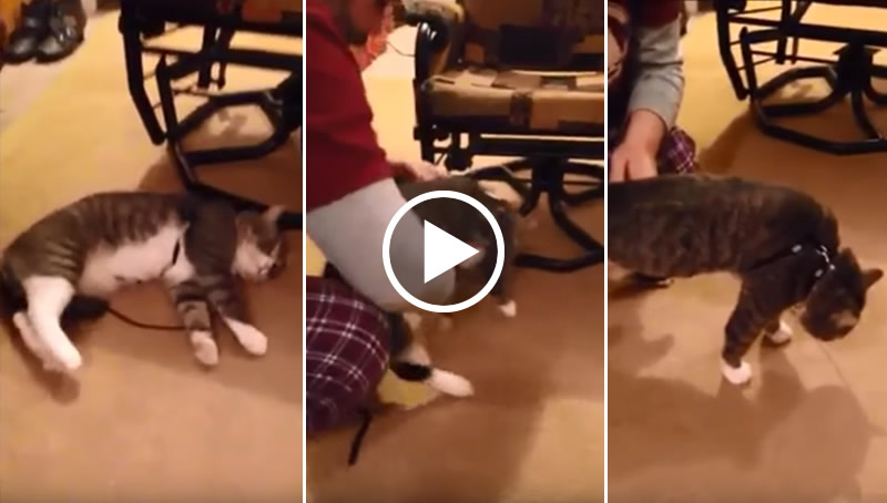 Sognare Il Proprio Gatto Morto Che Ritorna