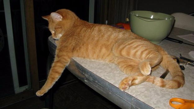 Gatti: ecco svelato perchè fanno cascare gli oggetti