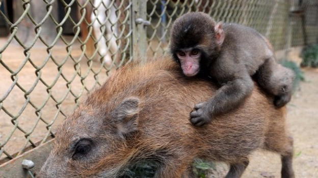 E’ nato un maialino con la faccia da scimmia. "Mai visto"