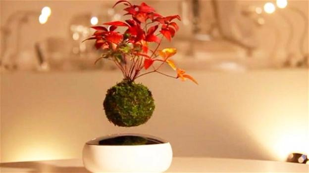 Coltiva il tuo bonsai a mezz’aria con il futuristico Air Bonsai Garden