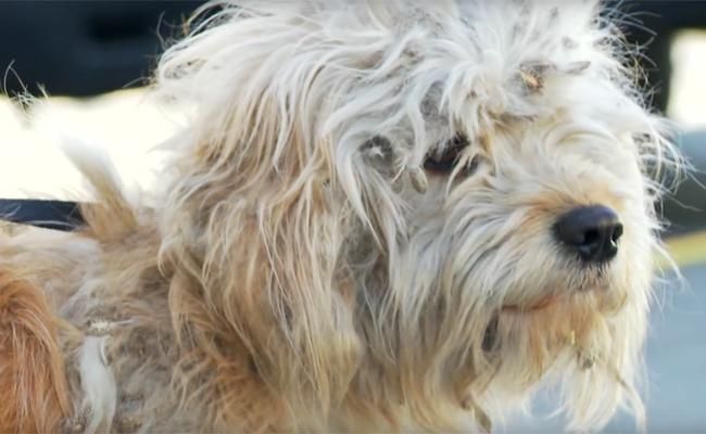 La trasformazione di Charlie: il cucciolo salvato dall'eutanasia. Commovente!