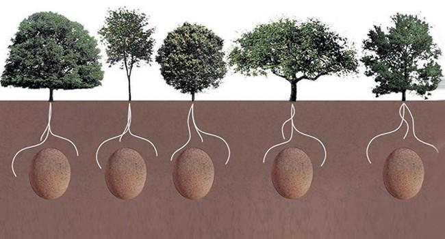 Le bare ed il cimitero vi fanno paura? Con Capsula Mundi il defunto diventa un albero