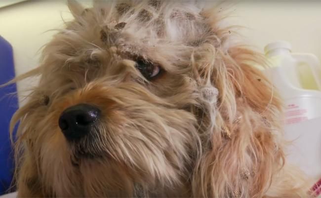 La trasformazione di Charlie: il cucciolo salvato dall'eutanasia. Commovente!