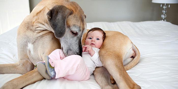 I cani sono i migliori baby sitter al mondo. Ecco delle foto che lo dimostrano