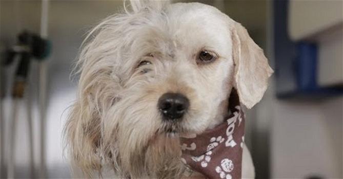 La trasformazione di Charlie: il cucciolo salvato dall’eutanasia. Commovente!
