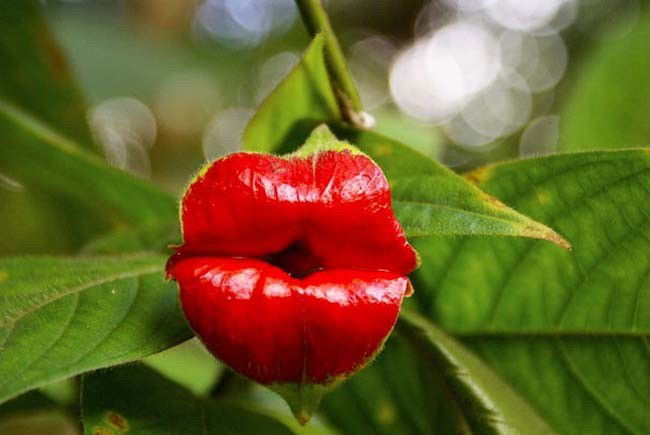 15 meravigliosi fiori che sembrano tutt'altro. Davvero sorprendenti!