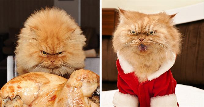 Garfi: ecco le foto del gatto più arrabbiato del mondo!