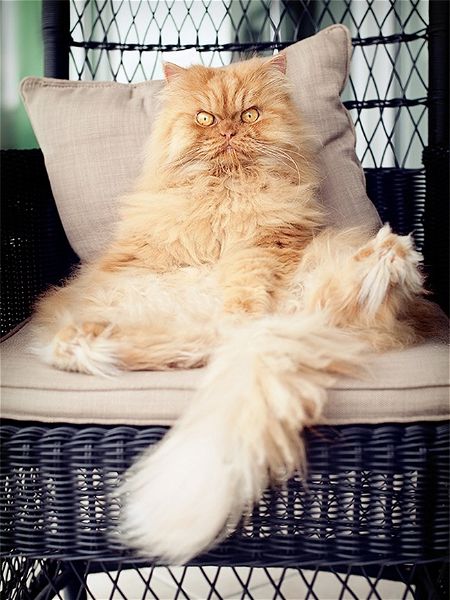 Garfi: ecco 15 foto del gatto più arrabbiato del mondo!