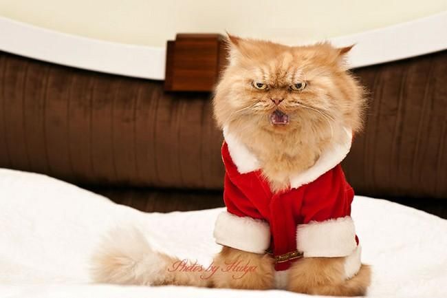Garfi: ecco 15 foto del gatto più arrabbiato del mondo!