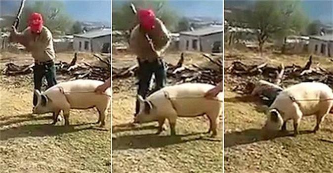 Allevatore sta per uccidere un maiale. Quello che succede è incredibile