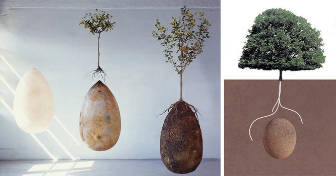 Le bare ed il cimitero vi fanno paura? Con Capsula Mundi il defunto diventa un albero