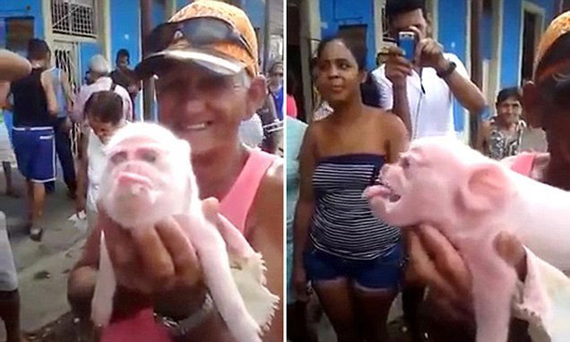 Pic shows: The pig being shown by its owner.nnA piglet born with the head of a monkey has died four days after birth.nnThe facial deformity left the mutant pig looking as if it had a monkey head instead of a pig said with a considerably shortened snout, leading to it being branded 'monkey pig' in images that quickly went viral on social media.nnA video of the strange creature showed its owner holding it up in his arms as a crowd gathered around to look at it in the city of Ciego Ávila in central Cuba.nn"One of a kind, never seen before," one of the bystanders can be heard commenting.nnAnd there's no surprise the animal caused such a stir. With no snout and a protruding lower jaw, the piglet did indeed look a lot more like a monkey than a pig.nnAccoriding to local media, the owner visited a vet, who explained that the piglet had been born with a congenital defect which caused it's look - and its death.nnIt is not the first time that a porcine creature has come into the world looking like it belongs in a jungle, with new pigs being reported from South America through to China.nnSome blamed environmental pollution, however other experts say it may be that such instances always happened with a similar prevalence, but people are more aware of now because social media makes them so accessible.nnWhatever the reason the monkey-piglet quickly became something of a local tourist attraction, with people coming from across the area to photograph its remarkable features before it died.nn(ends)