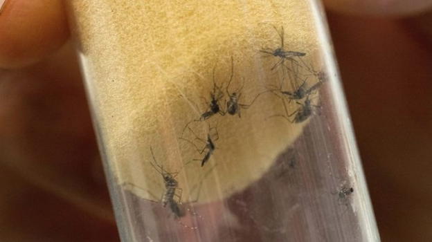 Zika, primo caso a Rimini : "Situazione sotto controllo"
