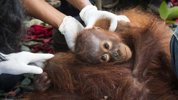 Cucciolo di orango aggrappato alla madre agonizzante caccia i soccorritori