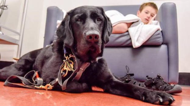 Bambino autistico in ospedale, a fargli compagnia il suo cane