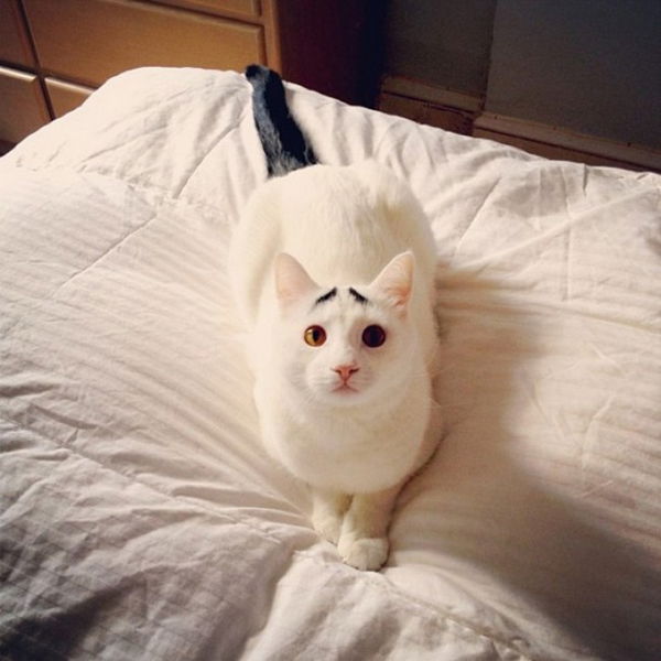 Questi gatti hanno un segno particolare che vi lascerà senza parole. Meravigliosi!