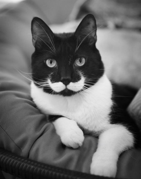 Questi gatti hanno un segno particolare che vi lascerà senza parole. Meravigliosi!