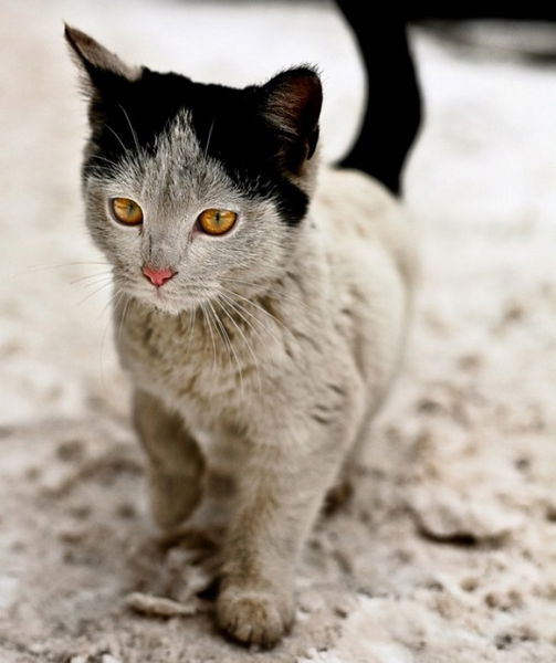 Questi gatti hanno un segno particolare che vi lascerà senza parole. Meravigliosi!