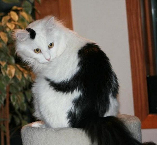 Questi gatti hanno un segno particolare che vi lascerà senza parole. Meravigliosi!