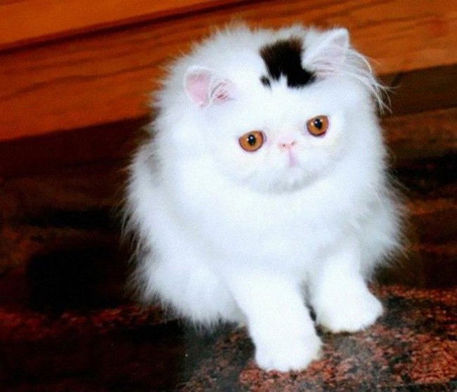 Questi gatti hanno un segno particolare che vi lascerà senza parole. Meravigliosi!
