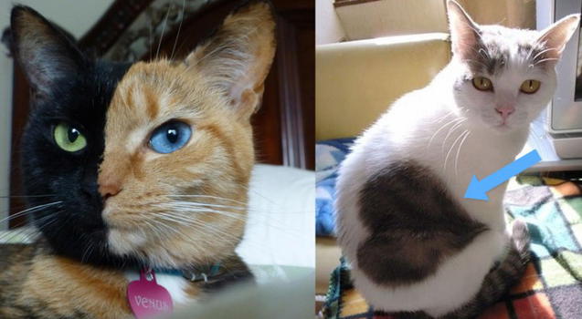 Questi gatti hanno un segno particolare che vi lascerà senza parole. Meravigliosi!