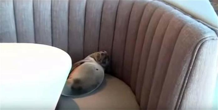 San Diego: leone marino ritrovato in un ristorante. Ecco cosa succede