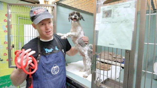 Toelettatura gratuita ai cani anziani, così si facilitano le adozioni