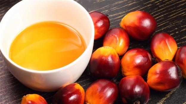 Scagionato l’olio di palma: non è più dannoso degli altri grassi saturi