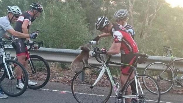 Ciclista si ferma e fa bere un koala dalla sua borraccia