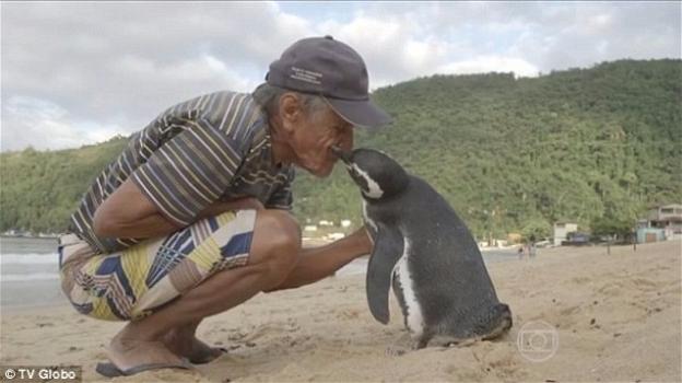 Dindim, il pinguino che ogni anno percorre 8mila km per andare a trovare il suo salvatore