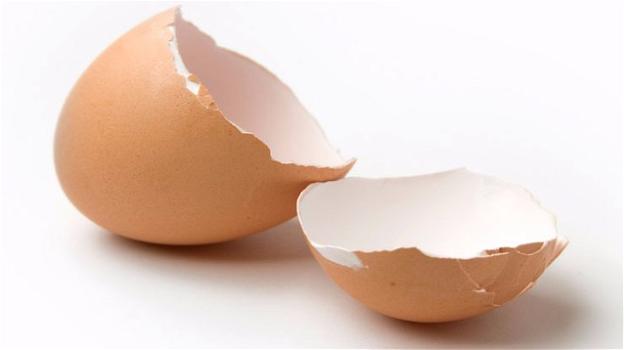 Con il guscio d’uovo la plastica degli imballaggi sarà biodegradabile