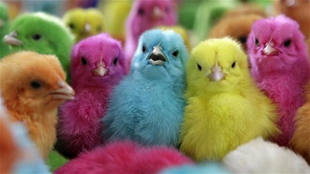 Per i pulcini colorati la Pasqua è diventata un incubo